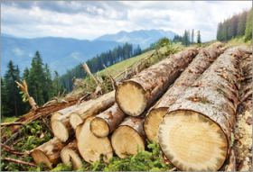 Holz als alternativer Baustoff 